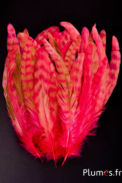 Coq fouet chinchilla blanchi - 13-18 cm - crabe brun